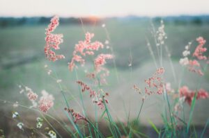 Pink flowers blowing in the wind