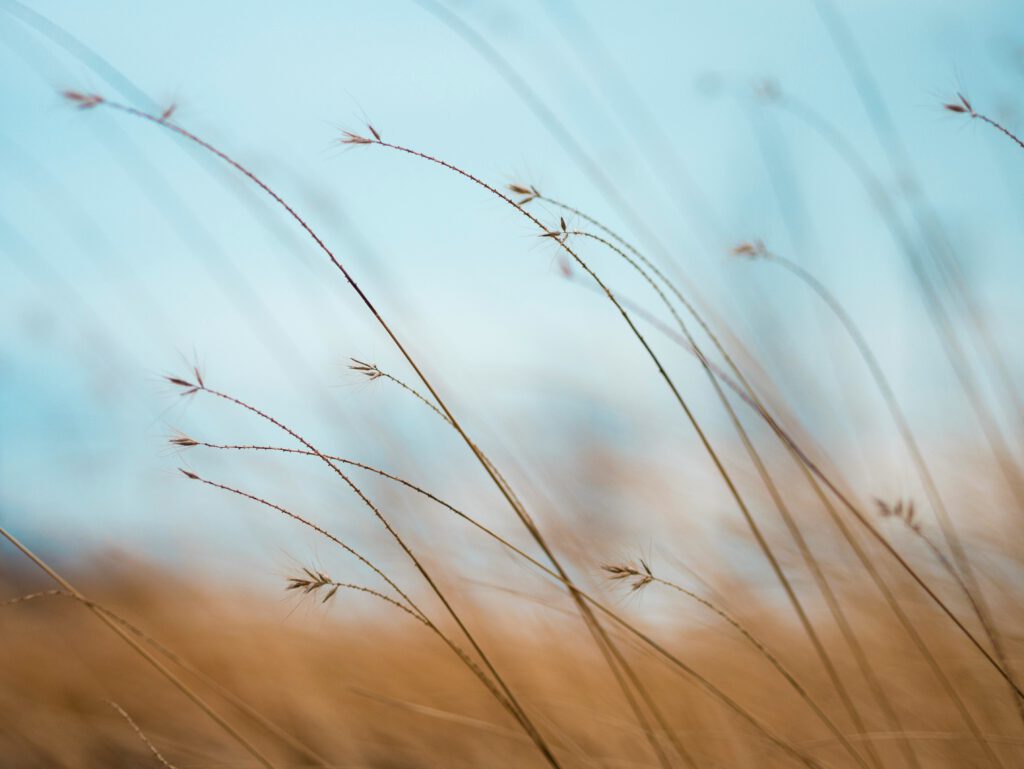Reeds blowing in the wind