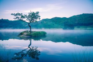 Calm lake with island and tree